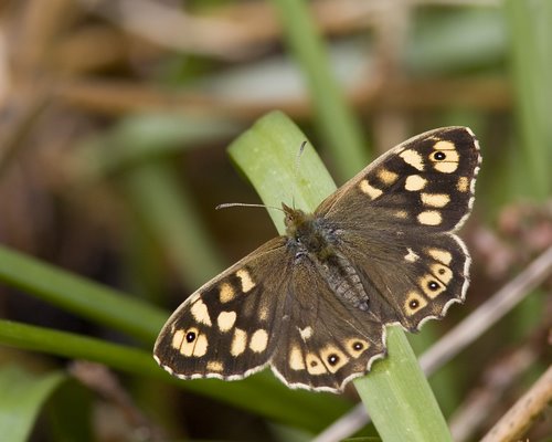 Speckled_Wood